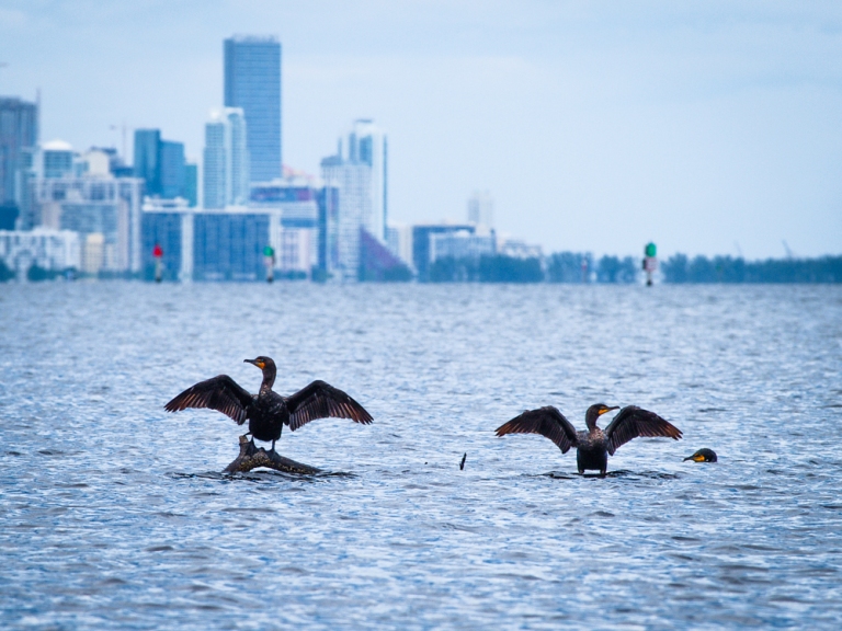 Cormorants take Biscayne Bay